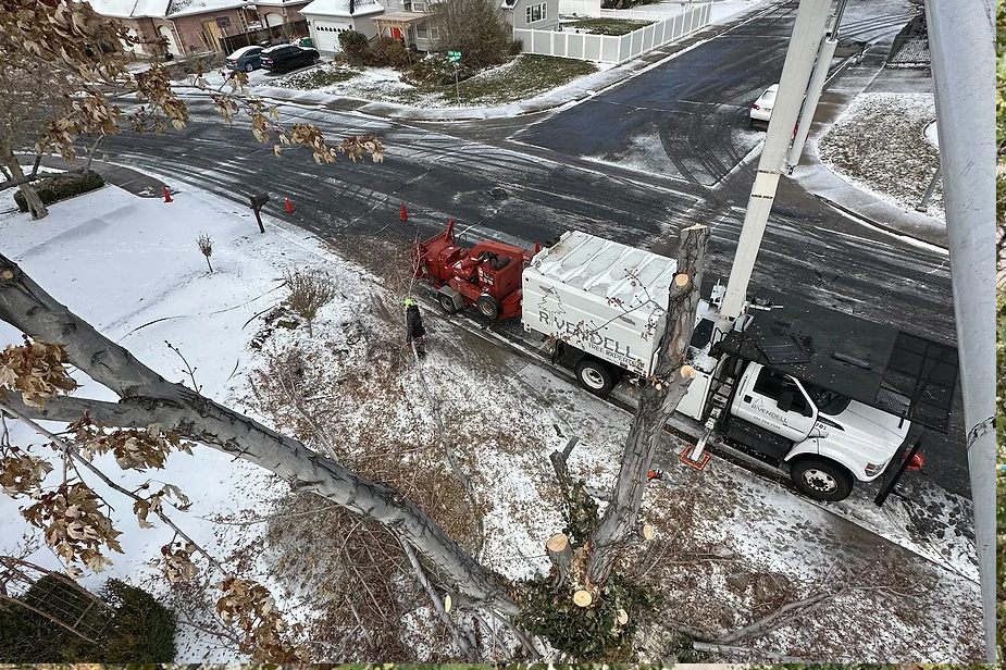 highland-utah-tree-trimming