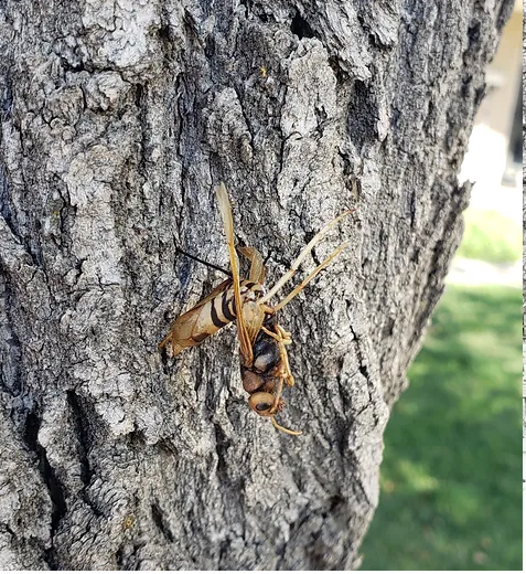 insect-tree-protection