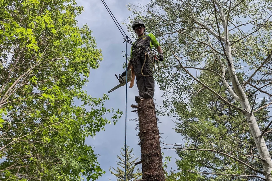 kaysville-utah-tree-trimming