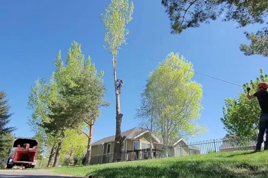 layton-utah-tree-trimming