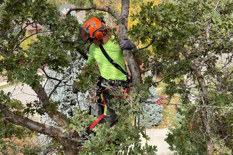 murray-tree-removal