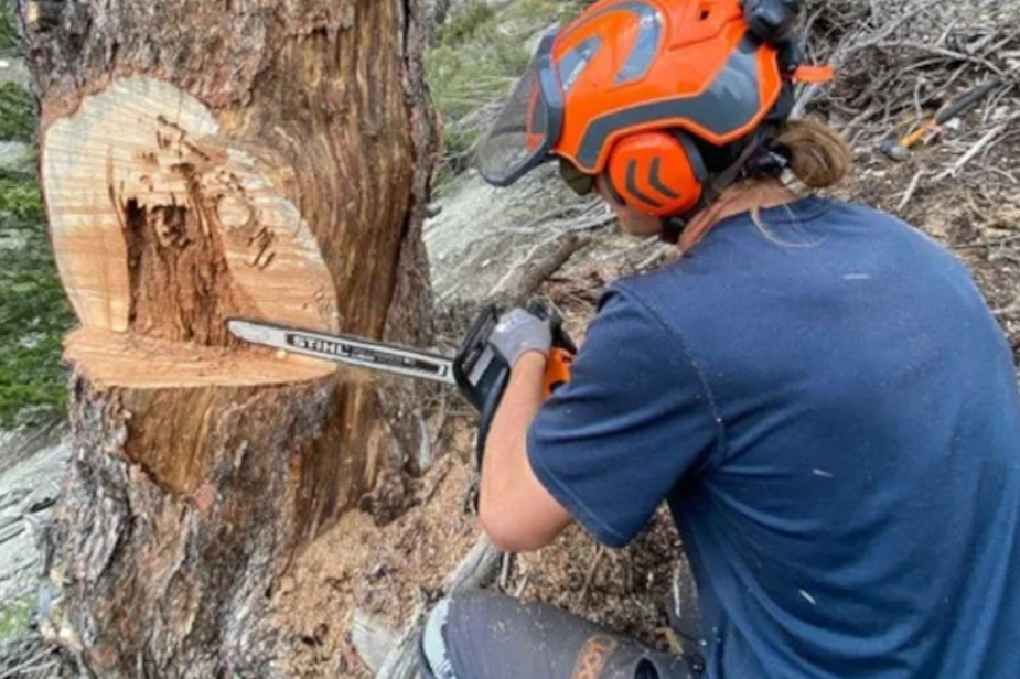 ogden-utah-tree-trimming