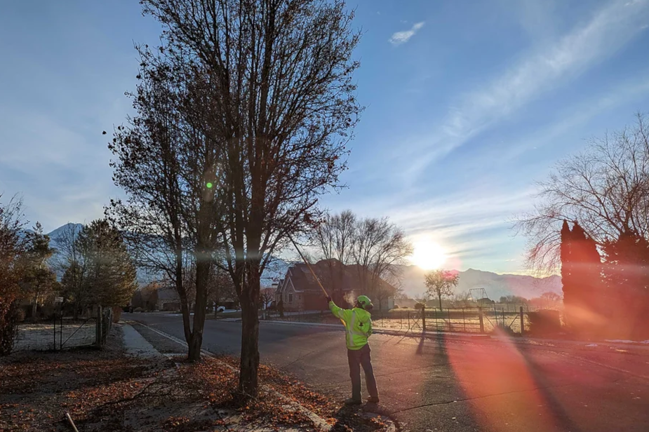 south-jordan-utah-tree-trimming