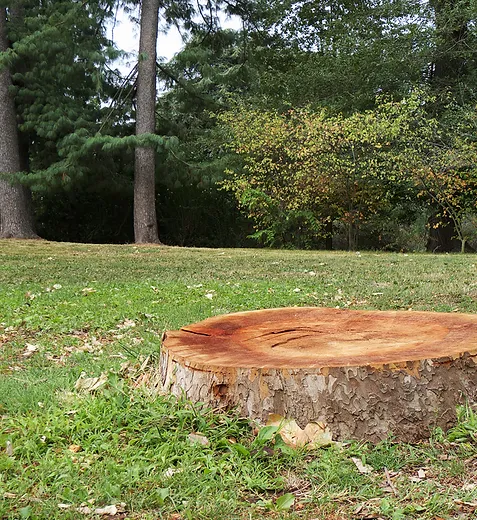 stump-removal-help