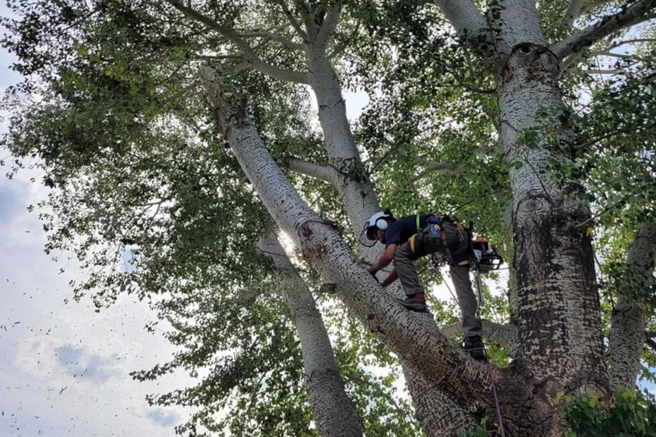 sugarhouse-utah-tree-trimming