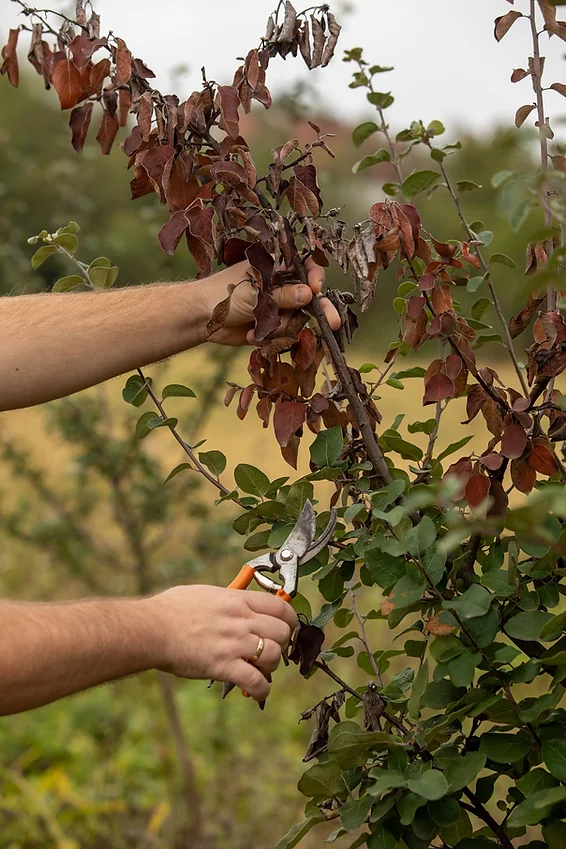 tree-disease-treatment