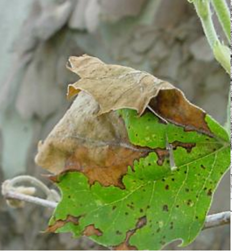 tree-fertilization-assessment