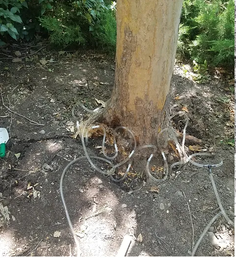 Diseased Tree Help