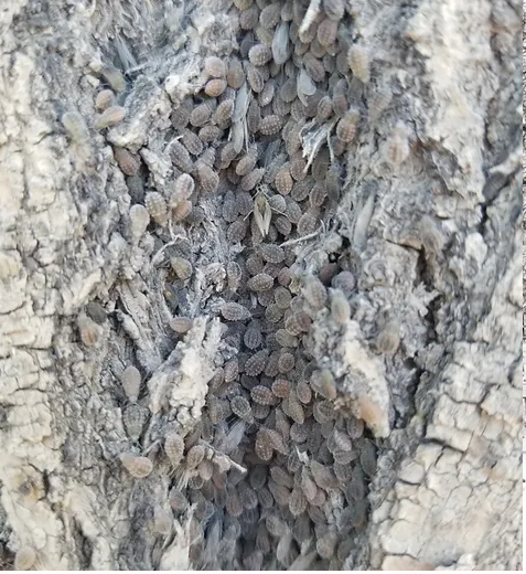 tree-insect-damage