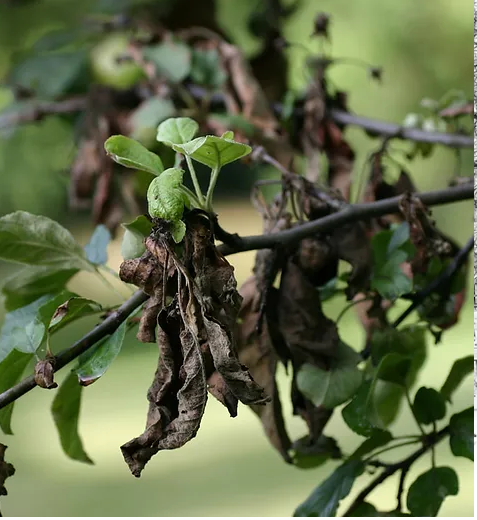 diseased-tree-inspection