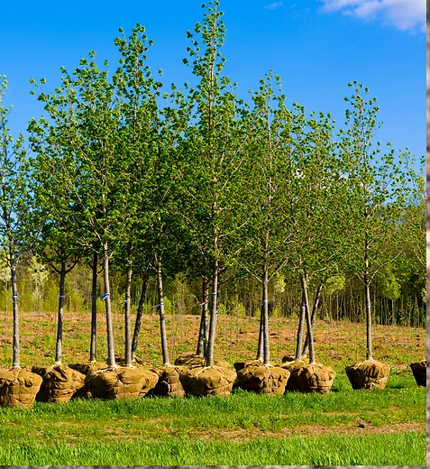 tree-planting-utah