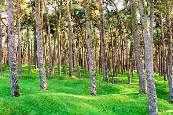 tree-preservation-utah-county