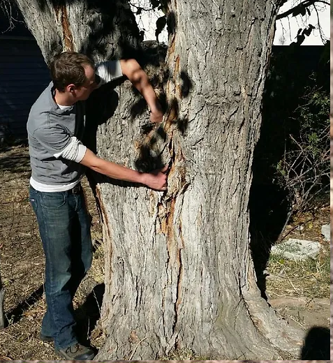 tree-preservation-utah