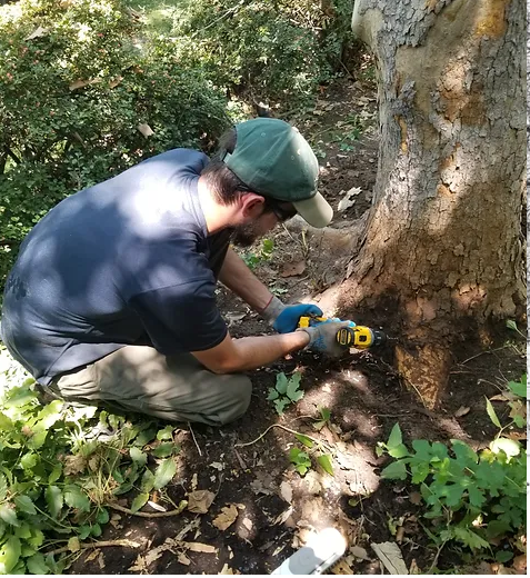 diseased-tree-treatment