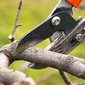 Tree Trimming Cottonwood Heights Arborist.