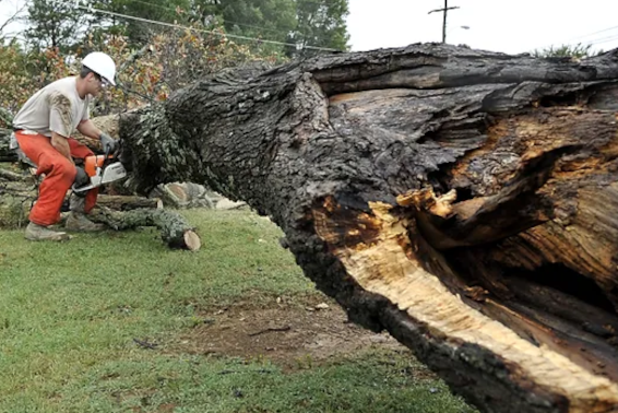 when is it time for tree removal